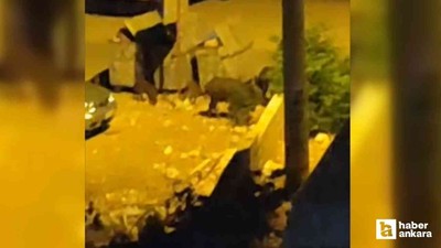 Ayaş'ta şehir merkezine inen domuz sürüsü tedirgin etti