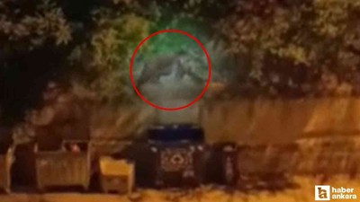 Kızılcahamam'da aç olduğu düşünülen ayı şehre indi