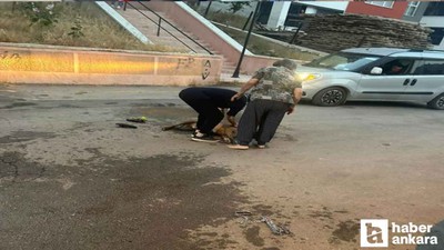 Mamak'ta Pitbull, hem köpeğe hem de kendi sahibine saldırdı