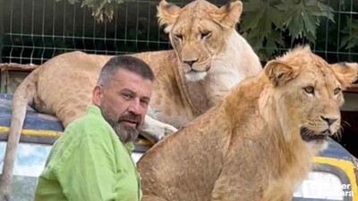 Çiftçiye saldıran aslan Ankara'dan Antalya'ya gidince strese girmiş!
