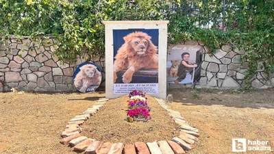 Öldürülen Aslan Zeus'un sahibi Ankara'da temsili mezar yaptırdı