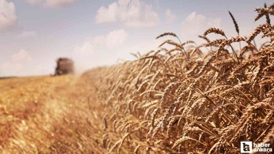 Altındağ Belediyesi'nden Hasat Şenliği duyurusu! 3 gün sürecek