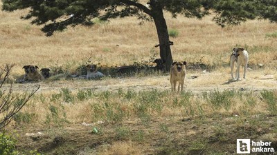 Yenimahalle'de bir genç sahipsiz köpeklerin saldırısına uğradı