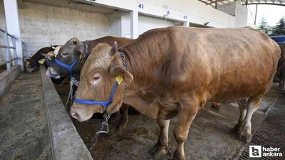 Beypazarı'ndaki bir büyükbaş hayvanda şap hastalığı görüldü