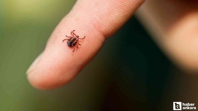 Keneler için dikkat çeken çorap önerisi!
