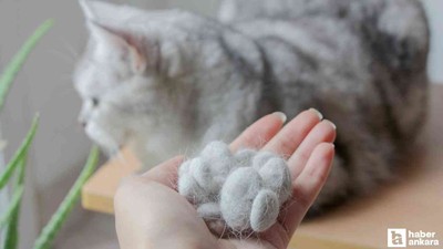 Kedi tüyü öldürür mü? Akciğere kedi tüyü kaçması belirtileri