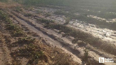 Beypazarı'nda sağanak ekili arazilerdeki mahsullere zarar verdi