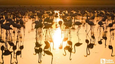 Sabah erken saatte giden Başkentliler gün doğumunda flamingoları görebiliyor