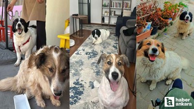 Hatay'dan Ankara'ya uzanan dostluk: Depremzede köpekler buluştu!