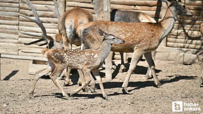 Altındağ Belediyesi'nin müze ailesine 1 geyik yavrusu katıldı
