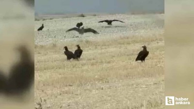 Nesli tükenme riski bulunan kara akbabalar Polatlı'da görüntülendi