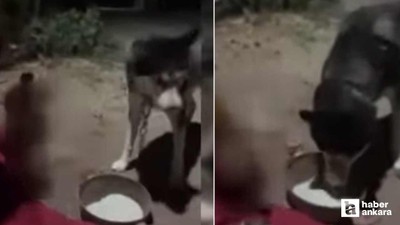 Polatlı'da köpeğe alkol içiren kişi hakkında adli işlem başlatıldı