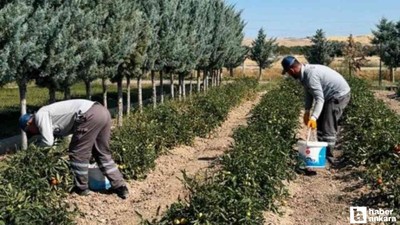 Sincan Belediyesi'nin yetiştirdiği organik sebzeler vatandaşların sofrasında!