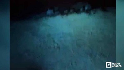 Elmadağ'da gençler domuz sürüsünü motosikletle kovaladılar