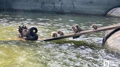 Kuğulu Park’ın 5 yavru kuğusu ziyaretçilerin gözdesi oldu