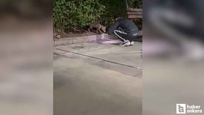 Etimesgut'ta parkta yiyecek arayan tilki görüntülendi