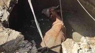 Yozgat'ta 4 metrelik su kuyusuna düşen ineği iş makineleri kurtardı