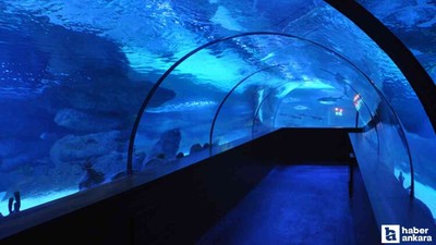 Ankara'daki Aqua Vega'ya 'Okyanusların Kralı' geliyor