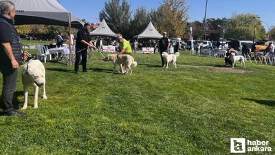 Gölbaşı'nda köpekler en güzel seçilmek için yarıştı!