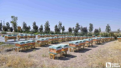 ABB, arıcılar için 'Arıcılık Araştırma, Üretim ve Eğitim Merkezi'ni kurdu