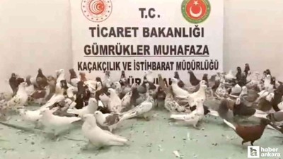 Gümrük Muhafaza ekipleri sınır kapısında 'cancan' cinsi 85 güvercine el koydu