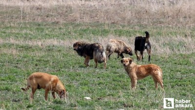 Ankara'da köpekleri öldüren sanığın cezası belli oldu
