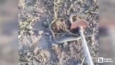Beypazarı'nda tarlasında gördüğü yılanı doğal yaşam alanına bıraktı