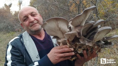 Beypazarı'nda Kanlıca mantarı sofralarda yerini almaya başladı
