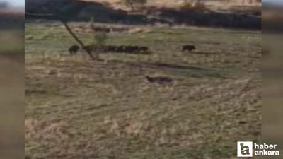 Elmadağ’da yaban domuzu sürüsü kameralara yakalandı