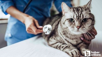 Pursaklar Belediyesi deneyimli veteriner hekim alacak!