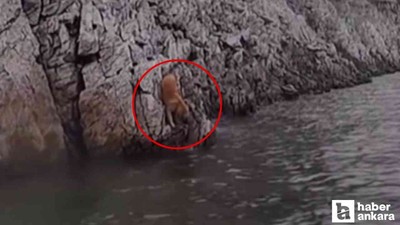 Ankara'da bir içerik üreticisi barajda mahsur kalan köpeği kurtardı!