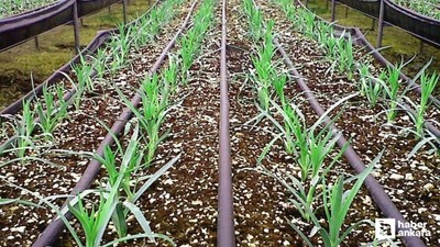 ABB'den çiftçilere yüzde 50 hibeli damla sulama borusu desteği