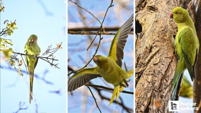Kurtuluş Parkı'nda yaşayan Ankara'nın tropik kuşları