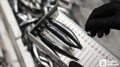 Başkentte 6 binden fazla su ürünleri denetimi gerçekleştirildi