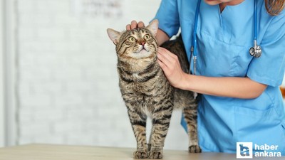 Bel-Pa Ankara daimi veteriner teknikeri alımı yapacak
