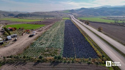 Beypazarı'nda mor lahana hasadı sürüyor