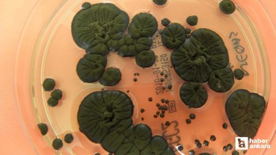 Çernobil’de radyasyon yiyen mantar keşfedildi