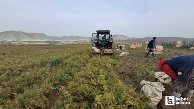 Beypazarı'nda havuç hasadı yoğunluğu yaşanıyor
