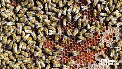 Kahramankazan Belediyesi'nden Arıcılık Paneli