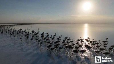 Tuz Gölü’nde kuraklık alarmı: Flamingolar artık gelmiyor!