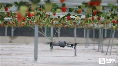 Yapay zeka destekli topraksız serada üretilen çilekler ihraç edilmeye başlandı