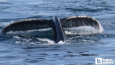 Kutup bölgesindeki balinaların nefesinde virüs olduğu açıklandı!
