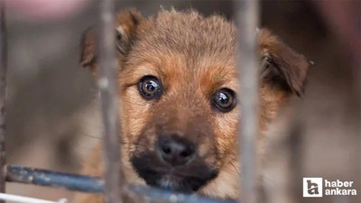 ABB'den barınakta köpeklerin itlaf edildiği iddiasına yanıt