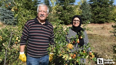 Çubuk'ta emekli öğretmenden hünnap üretimi seferberliği
