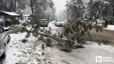 Kızılcahamam'da karın ağırlığına dayanamayan çam ağacı devrildi