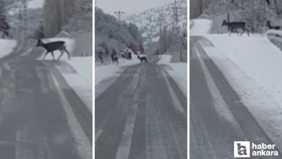 Akyurt'ta kar yağışı sonrasında karacalar kameralara yansıdı