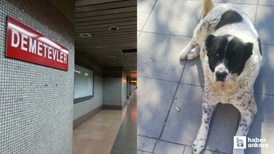EGO'dan Matmazel isimli köpeğe darp iddiası hakkında yeni açıklama