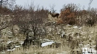 Güdül'de yaban geyikleri sürü halinde görüntülendi