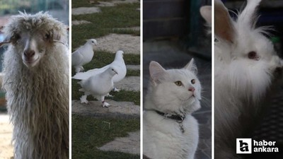 Endemik Vadi’de Ankara’nın 4 beyazı