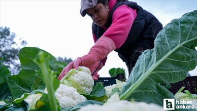 Çiftçilerin hesaplarına 226 milyon TL'den fazla destekleme ödemesi yatırılacak!